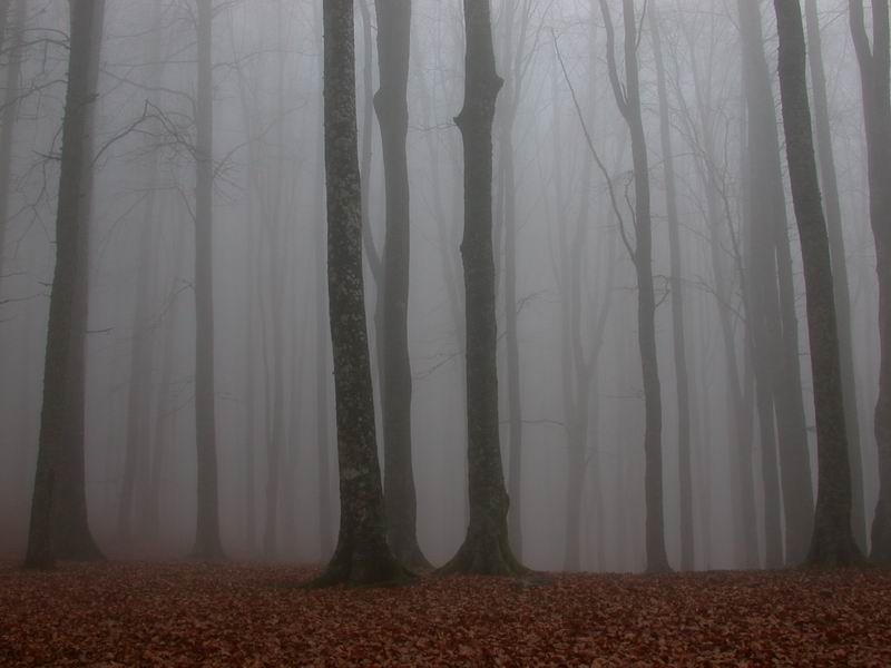 Una folta nebbia...